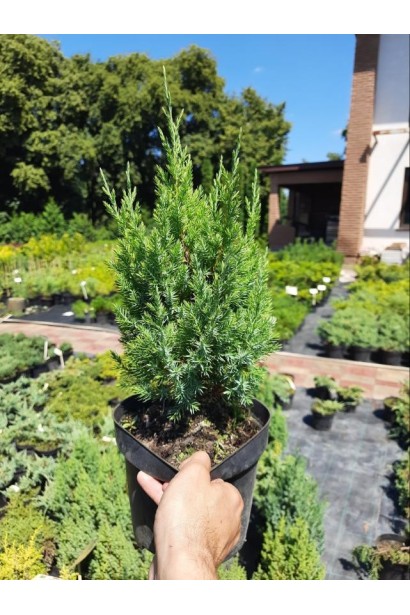 Ялівець китайський Стрікта - 3л/вис.20-30см/Ø10-15см